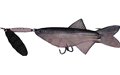 SB14 spinner bait, skirted jig with a willow blade